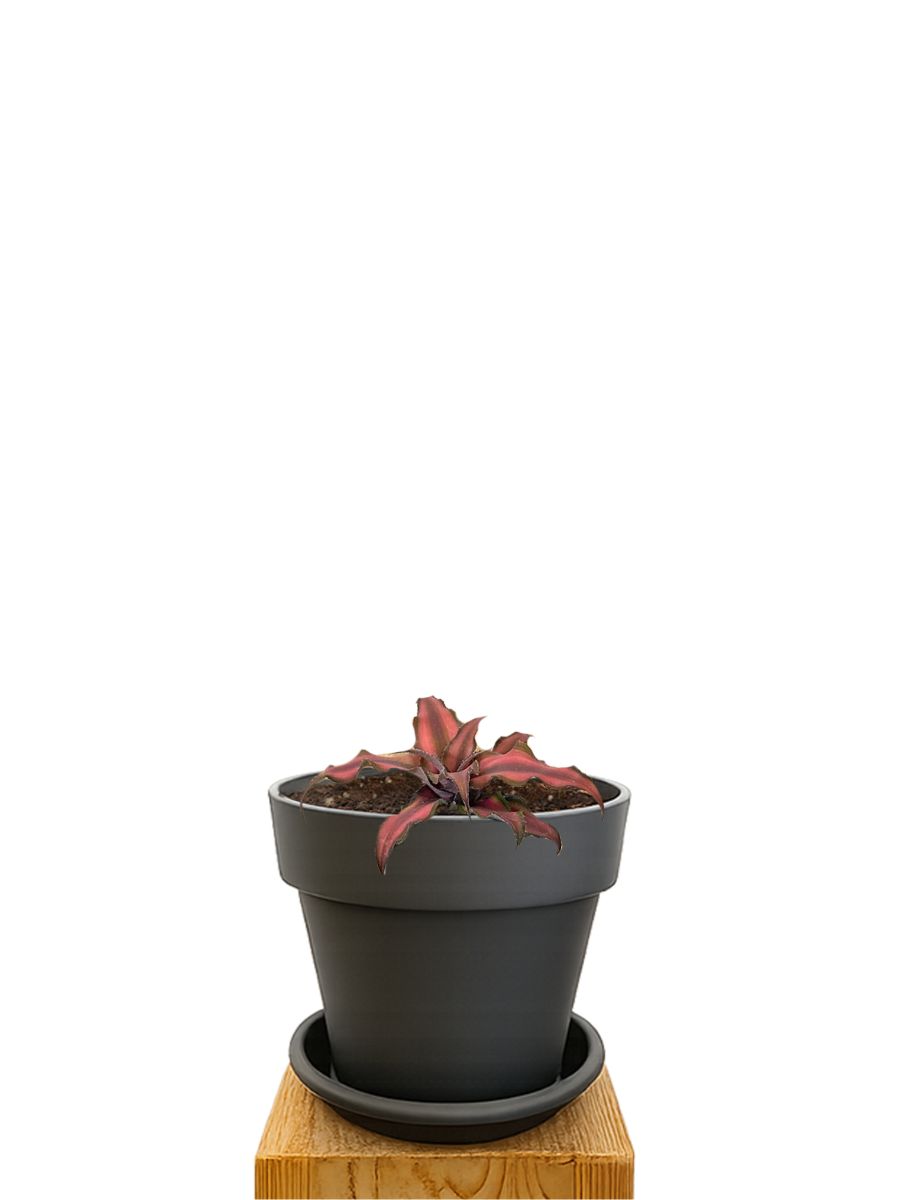 Kit de plantation 14 Anthracite